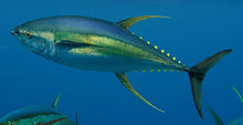 Load image into Gallery viewer, Fresh/Chilled Whole (Head-On) Yellow Fin Tuna