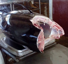 Load image into Gallery viewer, Fresh/Chilled H&G Yellow Fin/Big EyeTuna