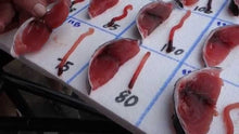 Load image into Gallery viewer, Fresh/Chilled Whole (Head-On) Yellow Fin Tuna
