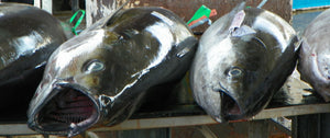 Fresh/Chilled Whole (Head-On) Yellow Fin Tuna