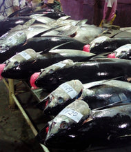 Load image into Gallery viewer, Fresh/Chilled Whole (Head-On) Yellow Fin Tuna
