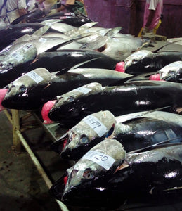 Fresh/Chilled Whole (Head-On) Yellow Fin Tuna