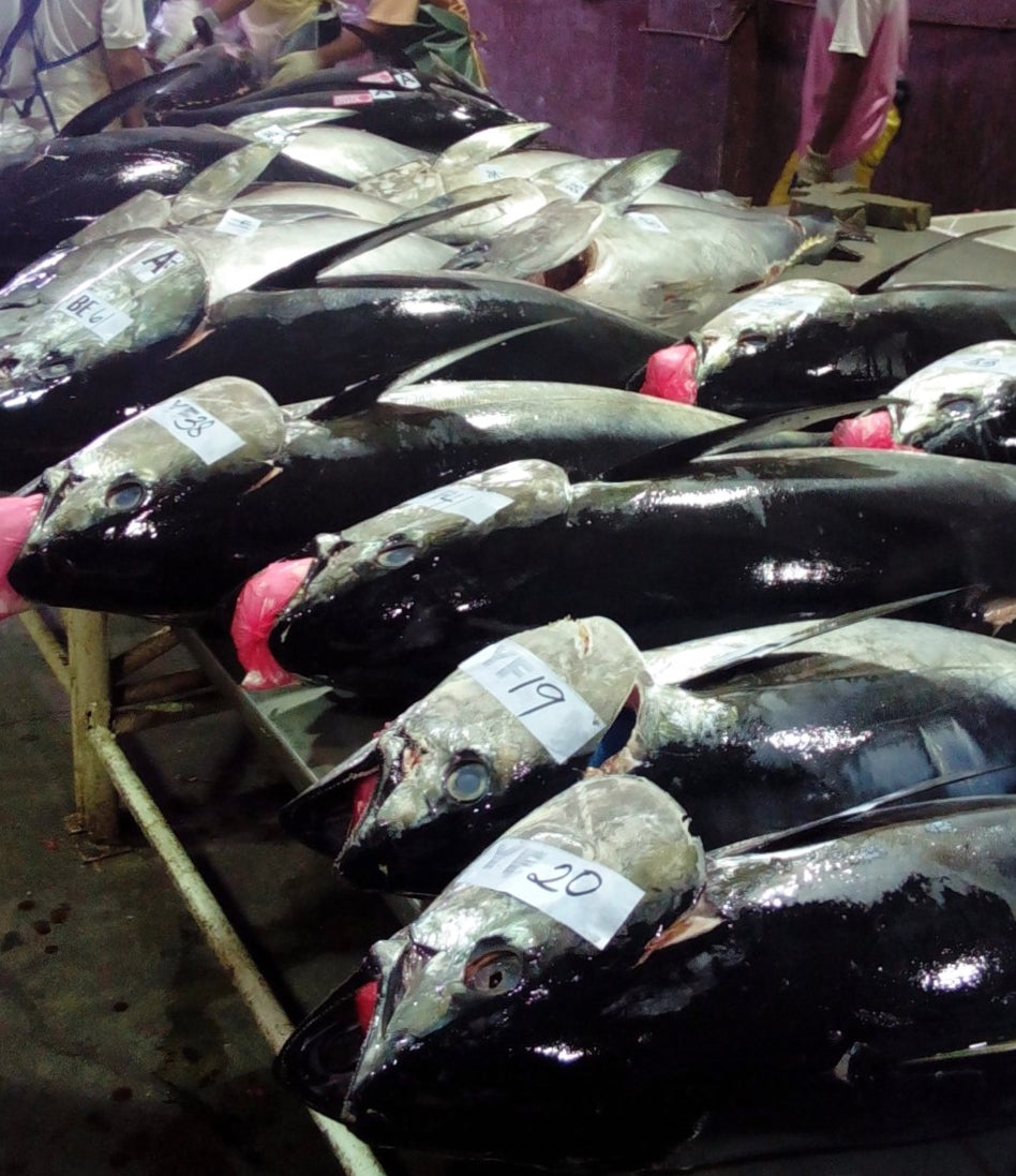 Fresh/Chilled Whole (Head-On) Yellow Fin Tuna
